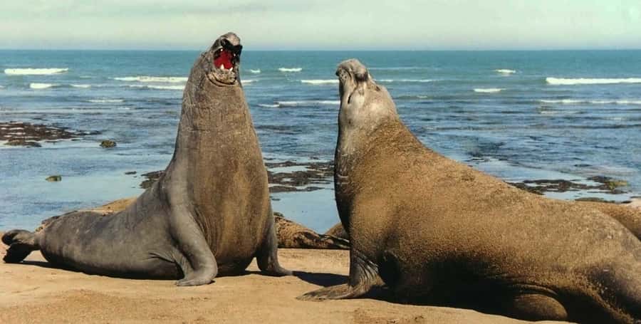 Puerto Madryn: Excursion to Peninsula Valdes Classic - Key points to know before booking