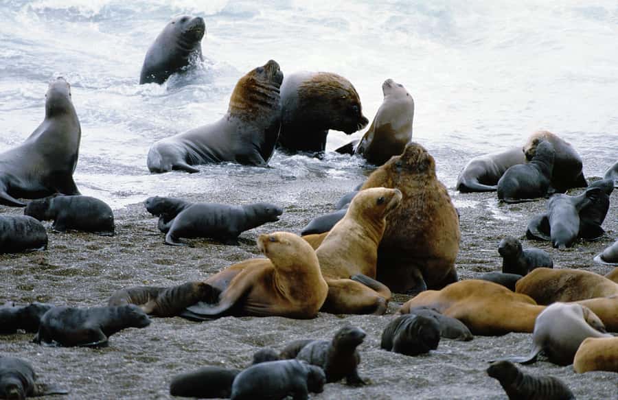Puerto Madryn: Excursion to Peninsula Valdes Classic - Why Peninsula Valdes deserves a full day
