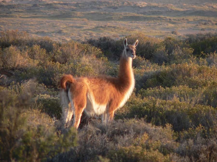 Puerto Madryn: Excursion to Peninsula Valdes Classic - Crossing the Ameghino Isthmus