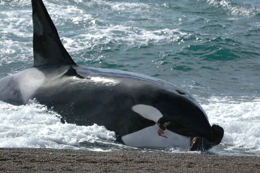 Puerto Madryn: Excursion to Peninsula Valdes Classic - Punta Delgada and the southern coast