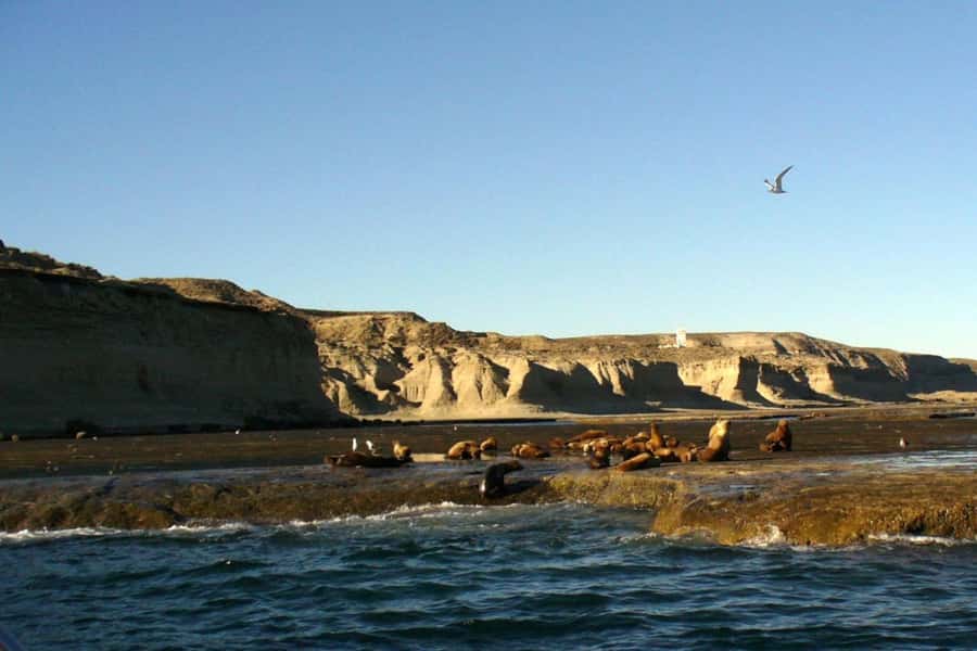 Puerto Madryn: Excursion to Peninsula Valdes Classic - Wildlife beyond the seals
