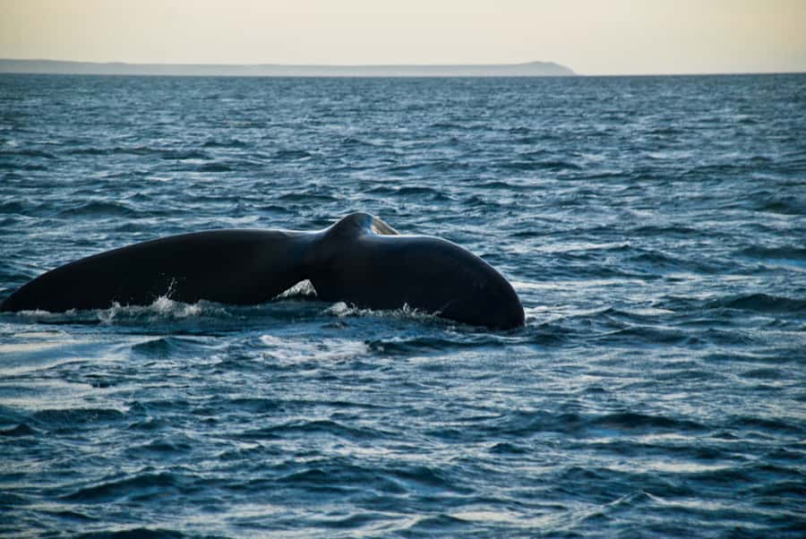 Puerto Madryn: Excursion to Peninsula Valdes Classic - The early departure from Puerto Madryn
