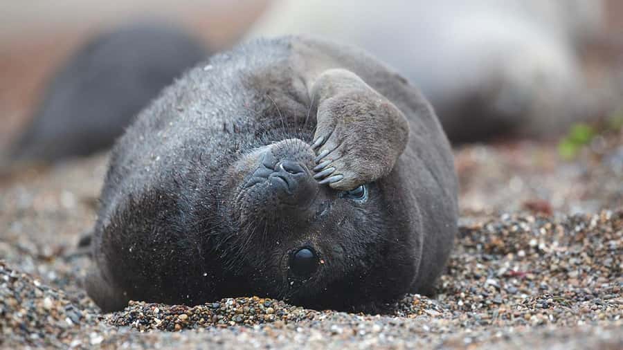 Puerto Madryn: Full Day Peninsula Valdes Experience Tour - Key points to know before booking