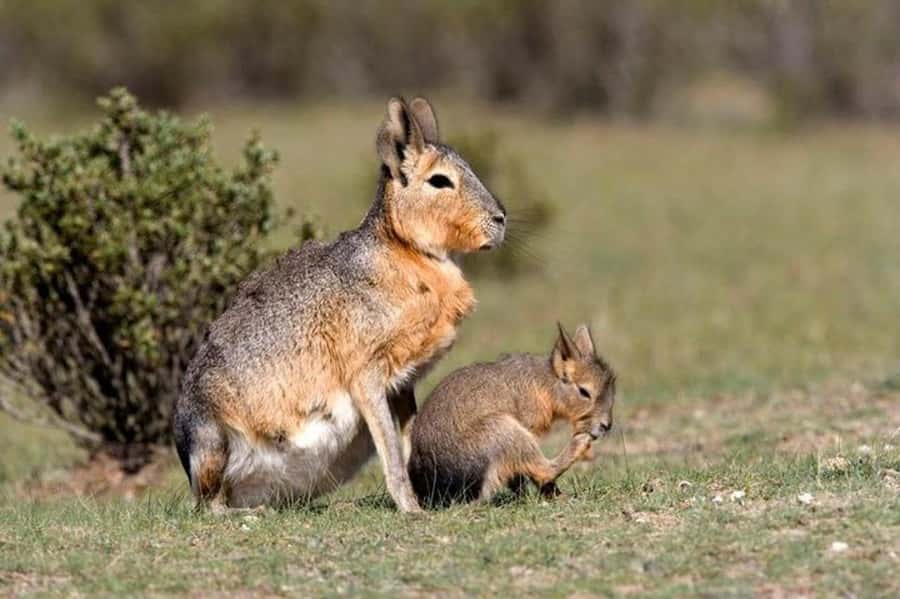 Puerto Madryn: Full Day Peninsula Valdes Experience Tour - The gravel road across the Patagonian steppe