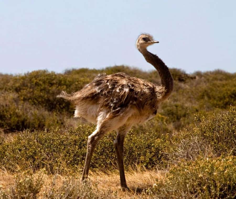 Puerto Madryn: Full Day Peninsula Valdes Experience Tour - Punta Norte and the role of weather