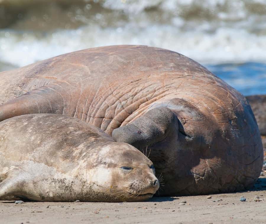 Puerto Madryn: Full Day Peninsula Valdes Experience Tour - Pickup in Puerto Madryn and the first 75 minutes