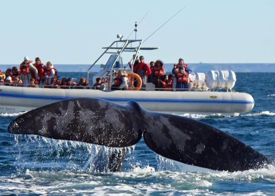 Puerto Madryn: Península Valdes with optional Whale Watching - Key points to know before booking