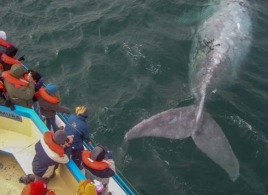 Puerto Madryn: Península Valdes with optional Whale Watching - Puerto Pirámides and the whale boat