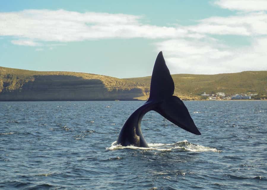 Puerto Madryn: Península Valdes with optional Whale Watching - The reserve route and its changing stops