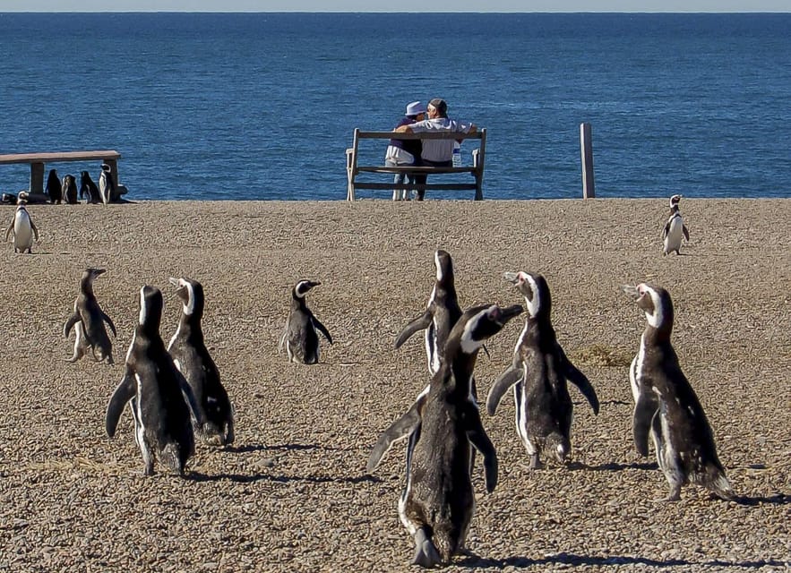 Puerto Madryn: Península Valdes with optional Whale Watching - Elephant seals at Caleta Valdés