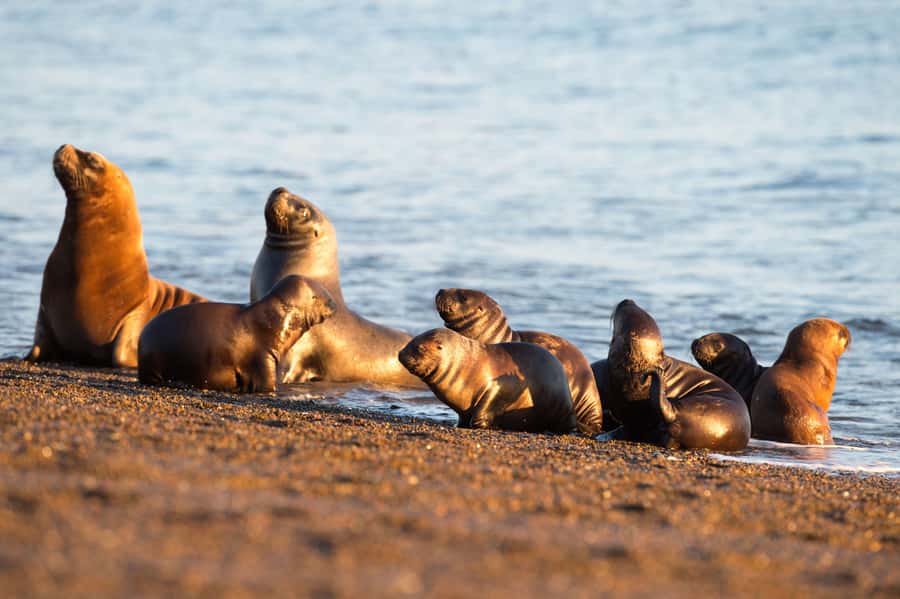 Puerto Madryn: Península Valdes with optional Whale Watching - The wildlife between the official stops