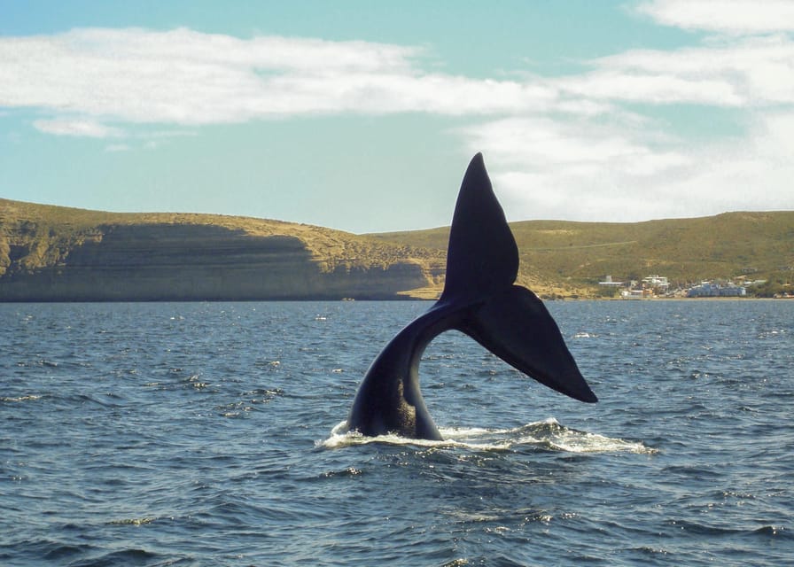 Puerto Madryn: Península Valdes with optional Whale Watching - Clothing, comfort, and practical limits