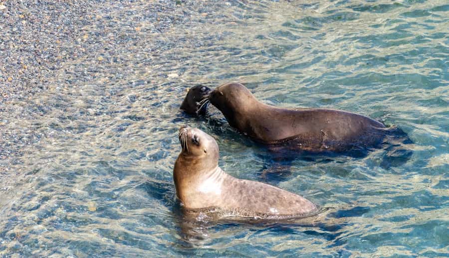 Puerto Madryn: Punta Loma Shore Excursion - Why Punta Loma works well from Puerto Madryn