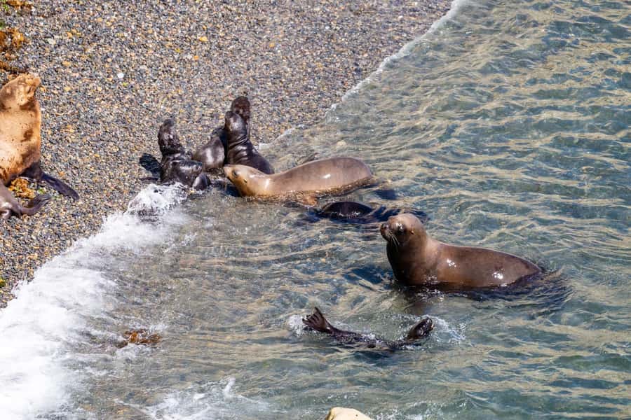 Puerto Madryn: Punta Loma Shore Excursion - Watching sea lions and cubs from the main viewpoint