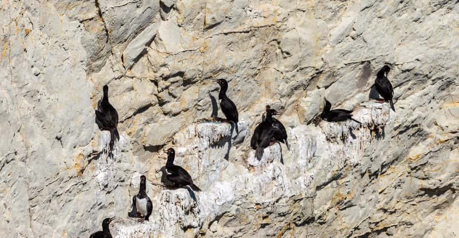 Puerto Madryn: Punta Loma Shore Excursion - Cormorants above the coastal cliffs