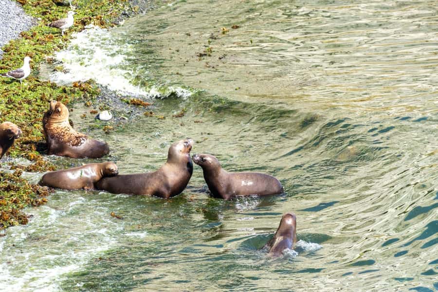 Puerto Madryn: Punta Loma Shore Excursion - Who will enjoy Punta Loma most