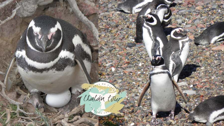 Puerto Madryn: Punta Tombo Shore Excursion for Cruise Guests - Key points at a glance