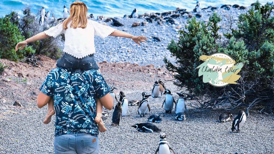 Puerto Madryn: Punta Tombo Shore Excursion for Cruise Guests - Why Punta Tombo is worth the long ride