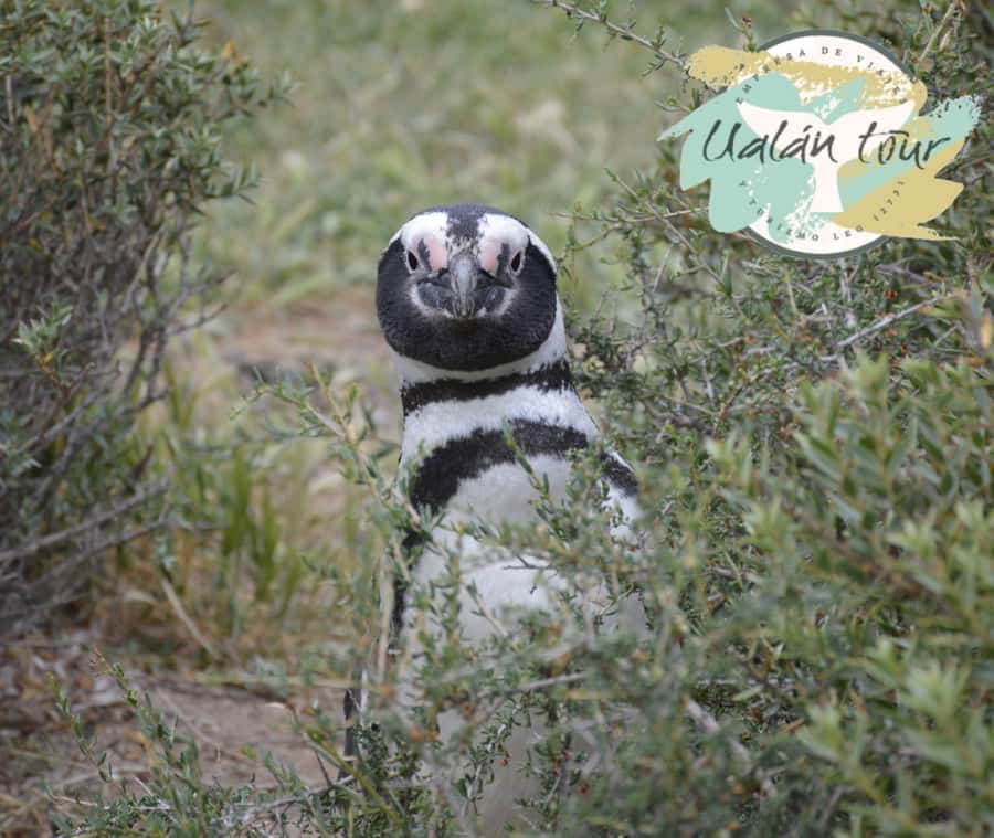 Puerto Madryn: Punta Tombo Shore Excursion for Cruise Guests - Two hours south through Chubut Province