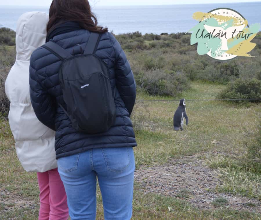 Puerto Madryn: Punta Tombo Shore Excursion for Cruise Guests - Entering Punta Tombo and meeting the penguins
