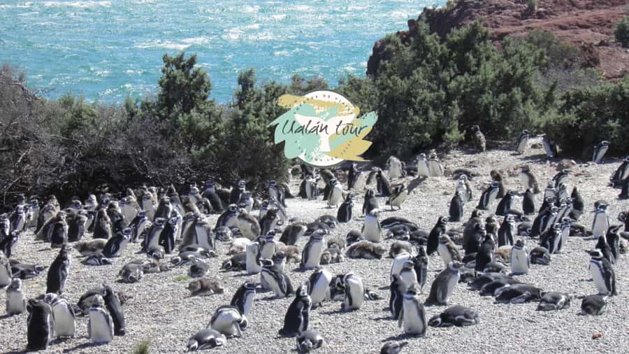 Puerto Madryn: Punta Tombo Shore Excursion for Cruise Guests - What the 90-minute visit feels like