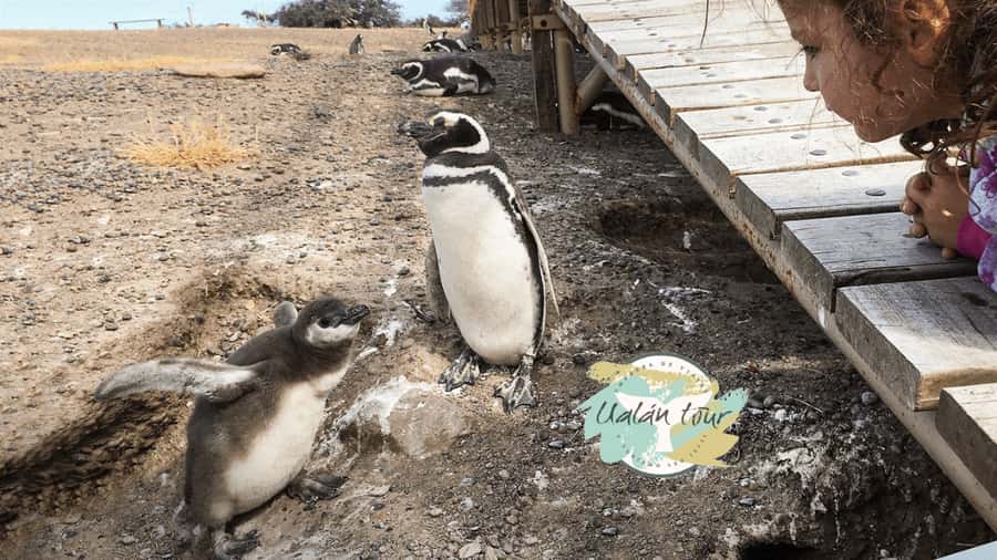 Puerto Madryn: Punta Tombo Shore Excursion for Cruise Guests - Is the $90 price good value?