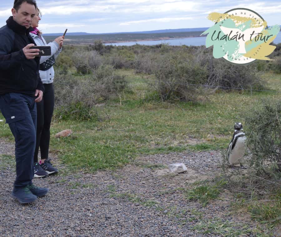 Puerto Madryn: Punta Tombo Shore Excursion for Cruise Guests - Who should book this shore excursion?