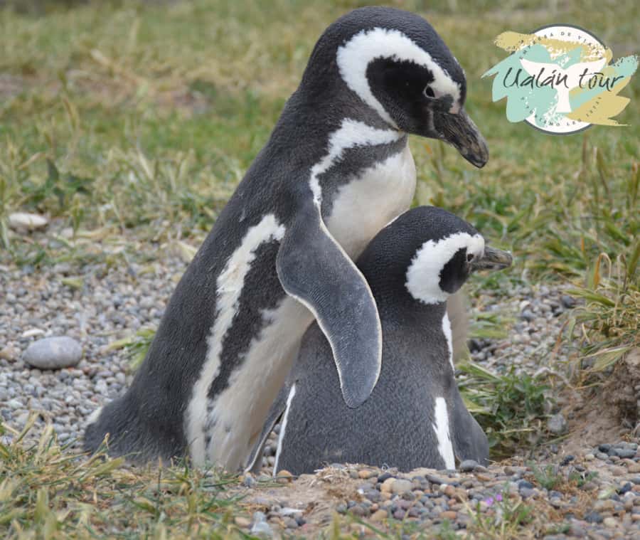 Puerto Madryn: Punta Tombo Shore Excursion for Cruise Guests - Should you book Punta Tombo from Puerto Madryn?