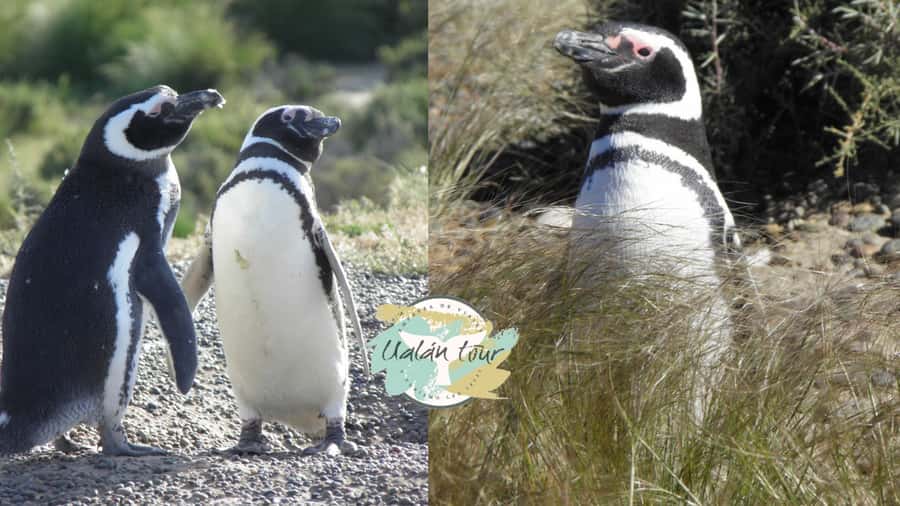 Puerto Madryn: Punta Tombo Shore Excursion for Cruise Guests - Meeting your guide at Piedrabuena Pier