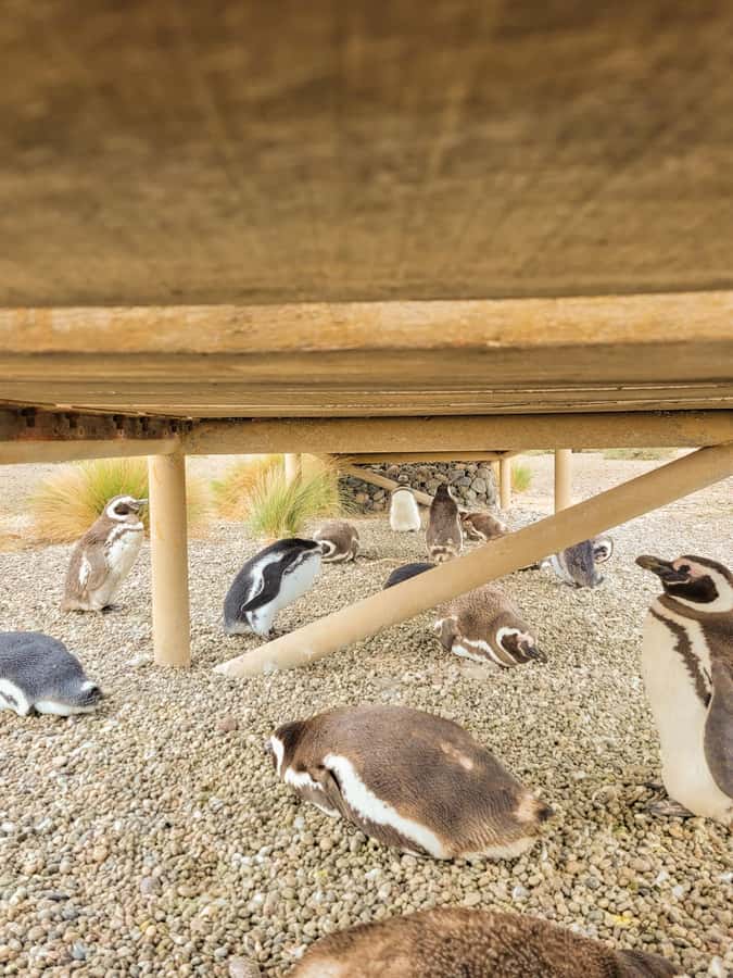 Puerto Madryn: Punta Tombo Walking Among Penguins Experience - Key points at a glance