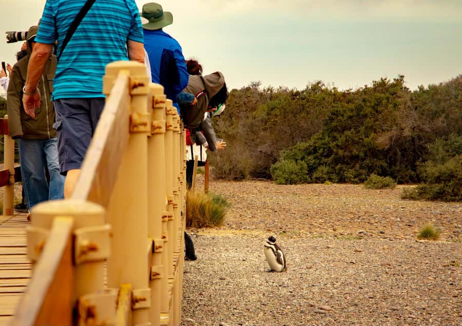 Puerto Madryn: Punta Tombo Walking Among Penguins Experience - What you may see during breeding season