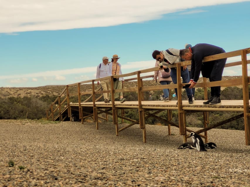 Puerto Madryn: Punta Tombo Walking Among Penguins Experience - How the $120 price works out