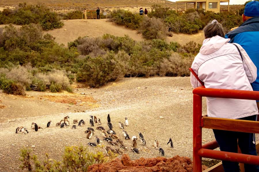 Puerto Madryn: Punta Tombo Walking Among Penguins Experience - The early pickup from Puerto Madryn