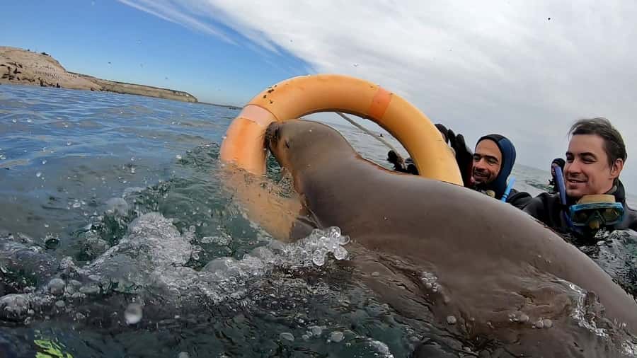 Puerto Madryn: Snorkeling Trip with Sea Lions - Should you book the Puerto Madryn sea lion trip?