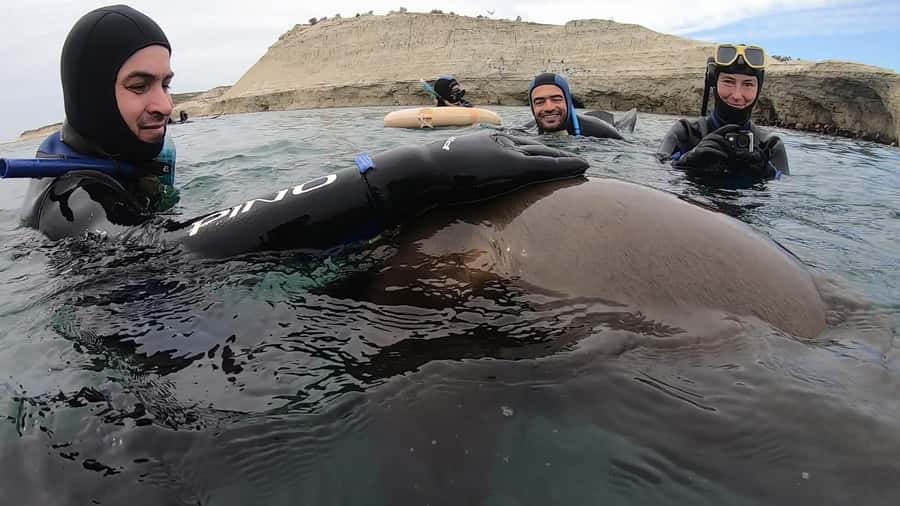 Puerto Madryn: Snorkeling Trip with Sea Lions - Who should book this outing