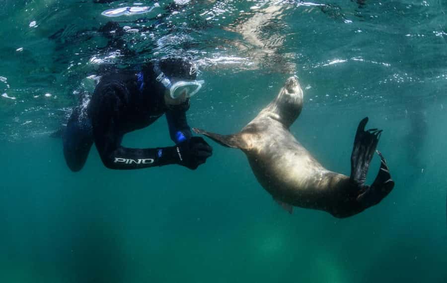 PUERTO MADRYN , SNORKELING WITH SEA LIONS - From Bajada 2 to Punta Loma by boat