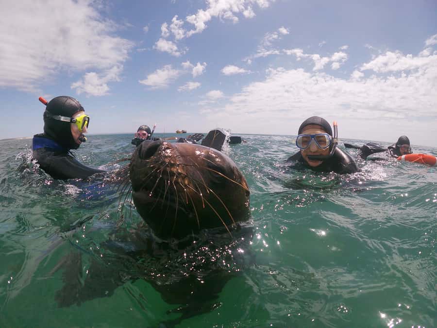 PUERTO MADRYN , SNORKELING WITH SEA LIONS - Is $145 a fair price?