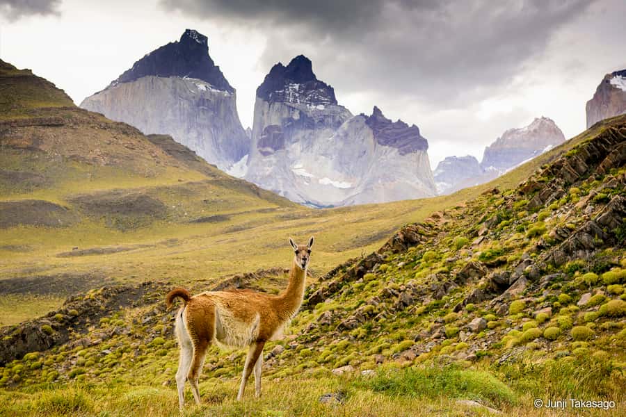 Puerto Natales: Full day tour Torres del Paine National Park - Nordenskjöld and Sarmiento complete the park circuit