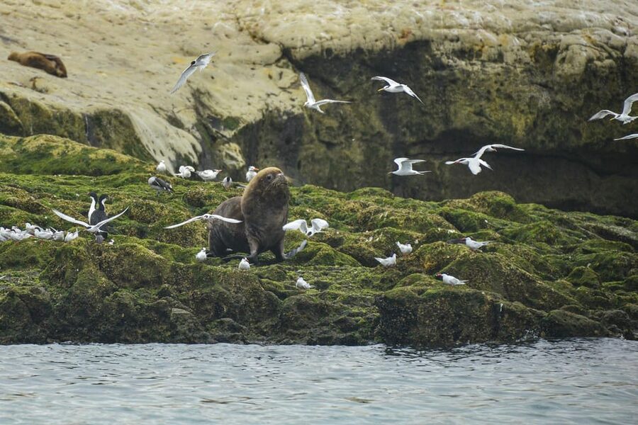 Punta Loma Shore Excursion with City tour - Punta Loma’s permanent sea lion colony