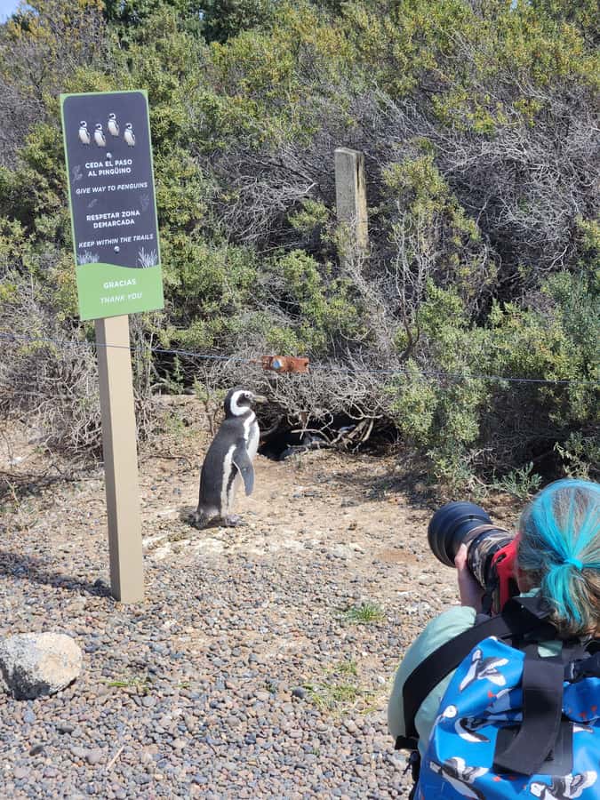 Punta Tombo Cruise Shore Excursion - Walk among penguins - Key Points