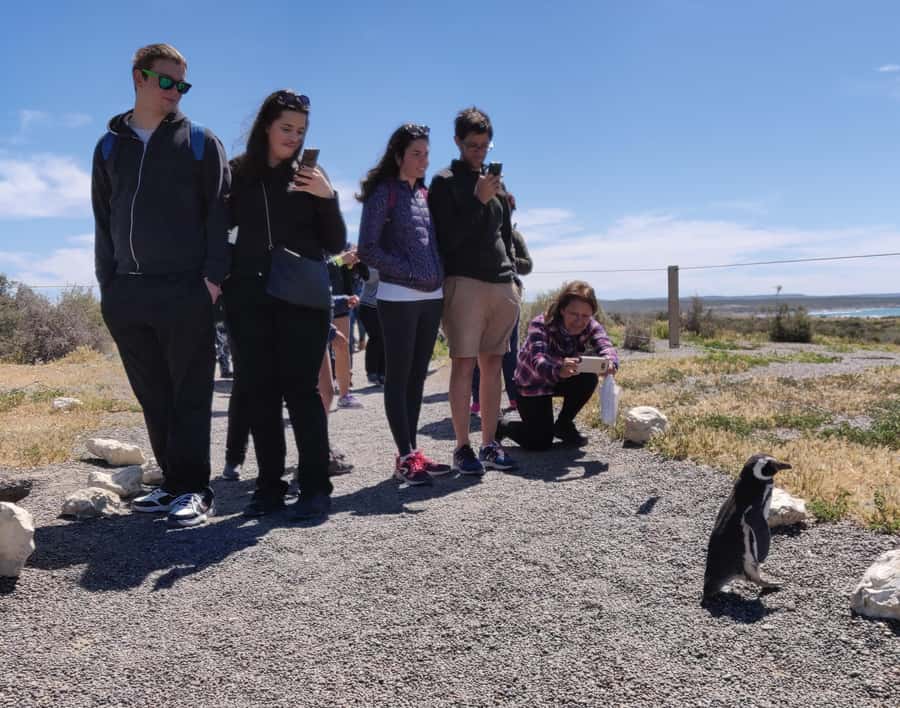 Punta Tombo Cruise Shore Excursion - Walk among penguins - The 170-Kilometer Ride Across Patagonia
