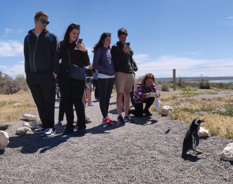 Punta Tombo Cruise Shore Excursion - Walk among penguins - Starting at the Interpretation Center
