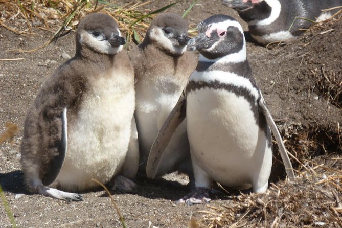 Punta Tombo Penguin Colony from Puerto Madryn with optional Toninas Watching - At Punta Tombo, expect wildlife rather than a staged show
