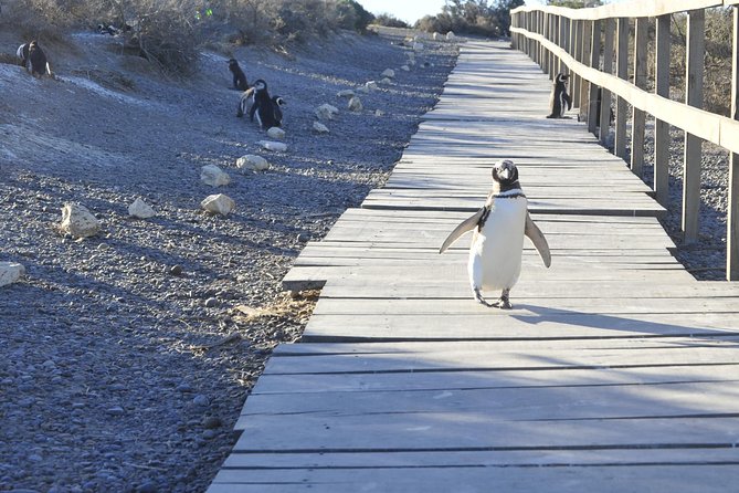 Punta Tombo Penguin Colony from Puerto Madryn with optional Toninas Watching - Gaiman, tea, and the risk of a weak second half