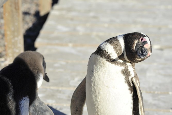 Punta Tombo Penguin Colony from Puerto Madryn with optional Toninas Watching - Who will like this day most