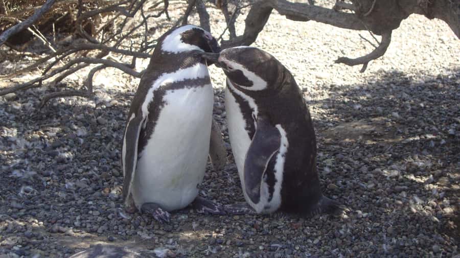 Punta Tombo Penguin Tour & Optional Tonina Watching - Key points at a glance