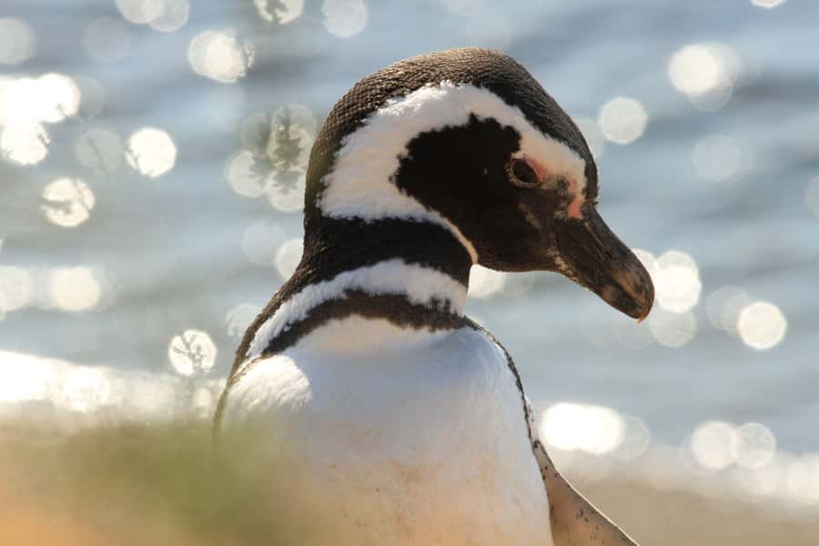 Punta Tombo Penguin Tour & Optional Tonina Watching - Puerto Rawson and the Tonina option