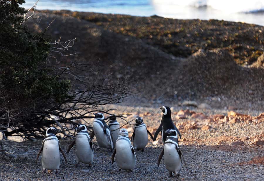 Punta Tombo Penguin Tour & Optional Tonina Watching - The Gaiman alternative when dolphins are not possible