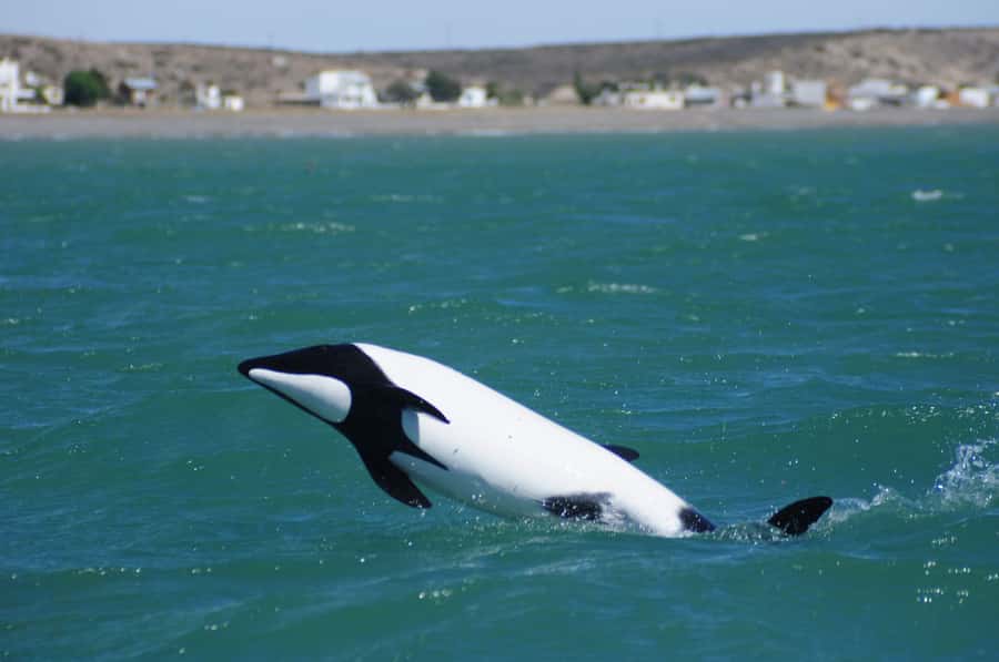 Punta Tombo Penguin Tour & Optional Tonina Watching - Inside Punta Tombo’s busy wildlife colony