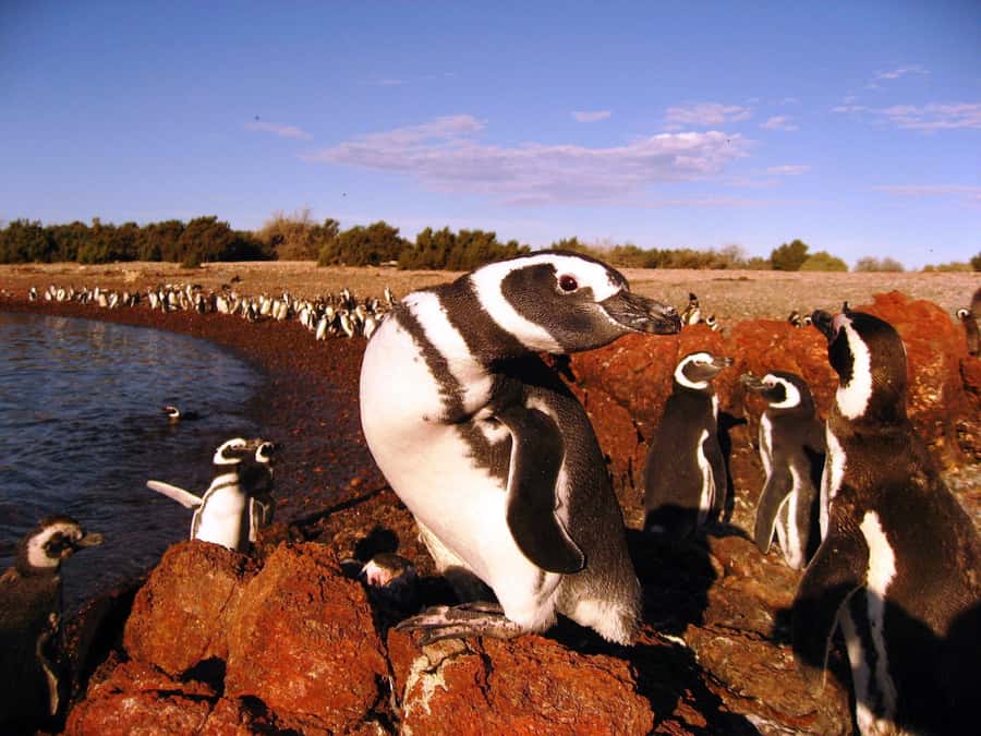 Punta Tombo Penguin Tour & Optional Tonina Watching - Guide service and the value of the day